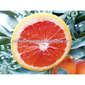 Vendre de la pulpe rouge chinoise du nombril orange